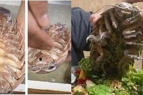 Hoảng hốt món gián khổng lồ có giá trên trời