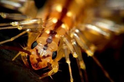 Con người sẽ chết nếu những sinh vật này hồi sinh?