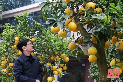 Đào, bưởi, quất cảnh 'nô nức' xuống phố chờ tết