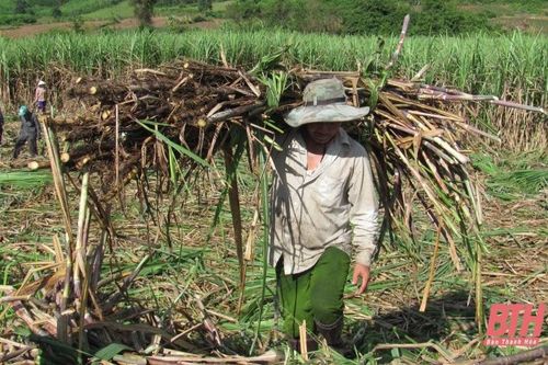 Công ty TNHH Đường mía Việt Nam - Đài Loan dự kiến hoàn thành thu mua mía trước ngày 9 - 2