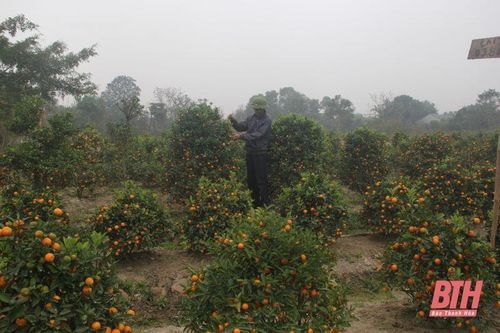 'Thủ phủ' quất cảnh xứ Thanh bội thu