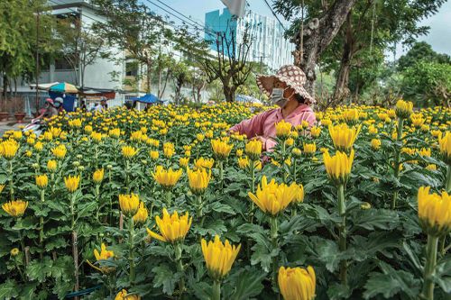 Nét đẹp chợ hoa Xuân Tân Sửu năm 2021
