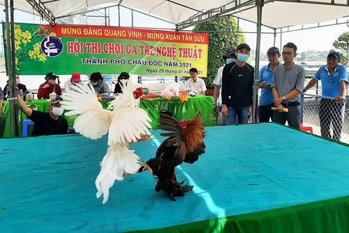 Hào hứng Hội thi chọi gà tre nghệ thuật mừng Đảng, mừng xuân năm 2021 tại TP. Châu Đốc