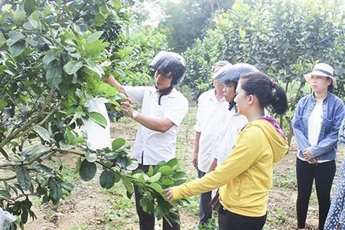 Đi qua những khu vườn mẫu