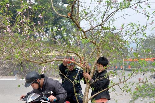 Bảo tồn và phát huy giá trị của cây đào phai
