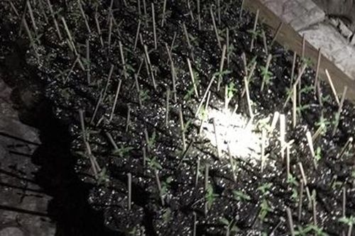 Trồng 'chui' gần 300 cây cần sa