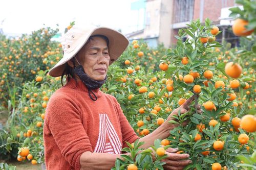 Tết cận kề, nông dân thủ phủ quất cảnh miền Trung 'khóc ròng' chờ thương lái