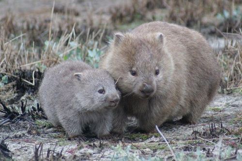Tại sao gấu túi wombat có phân hình khối vuông?