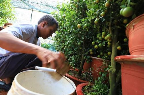 Tạm giữ nhóm cưỡng đoạt tiền của người bán cây cảnh Tết