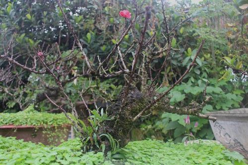 Đào thất thốn 'nằm' điều hòa, đeo khóa chống trộm... giá như nào?