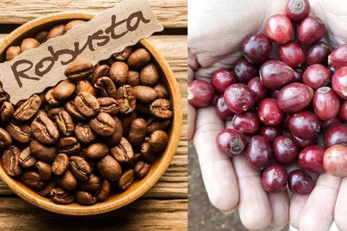 Giá cà phê hôm nay 30/1: Giá robusta đột ngột đảo chiều, cuộc cạnh tranh khốc liệt với cà phê Brazil tiếp diễn
