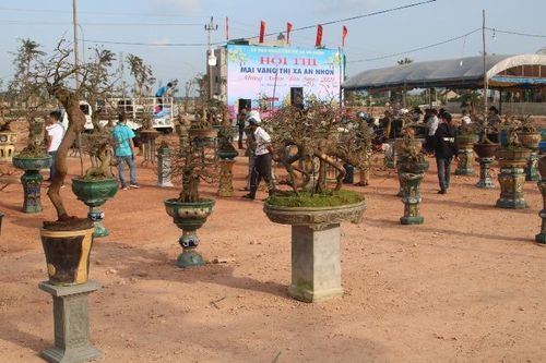 Mai vàng An Nhơn đua dáng tranh tài