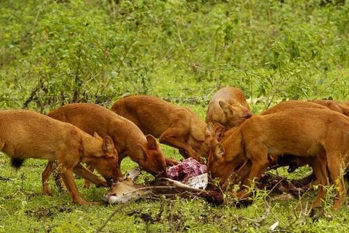 1001 thắc mắc: Loài chó nào có chiến thuật săn mồi đỉnh cao?