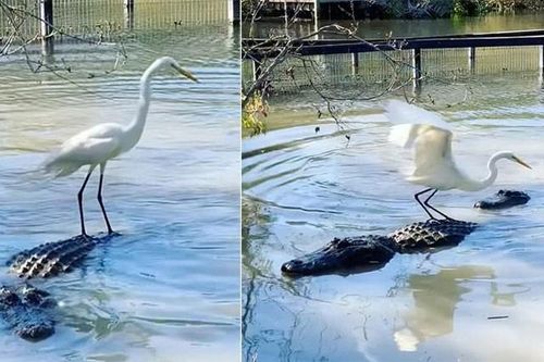 Chim diệc trắng thản nhiên săn mồi trên lưng cá sấu khổng lồ