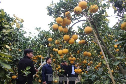 Mãn nhãn vườn cây quả vàng rực rỡ trước Tết ở Bắc Giang