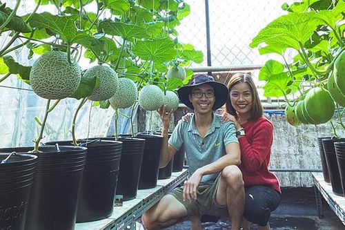 Vườn dưa trĩu trái trên sân thượng của ông chủ Sài Gòn