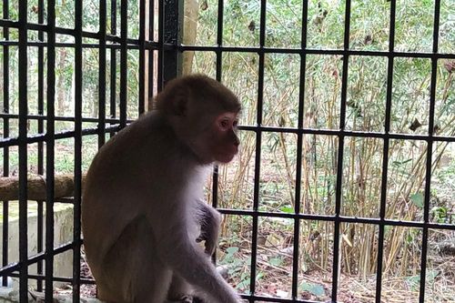 Người dân Nghệ An bàn giao cá thể khỉ cho Vườn quốc gia Pù Mát