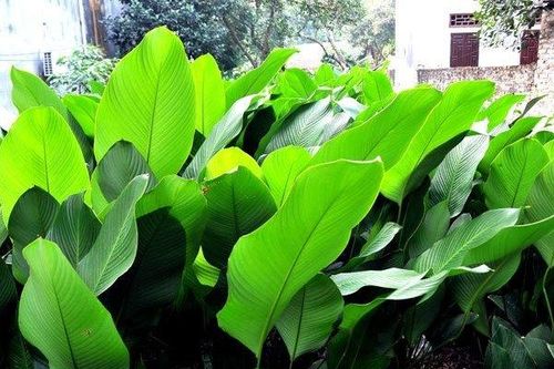 Mẹo chọn lá dong gói bánh chưng dành cho nàng dâu mới