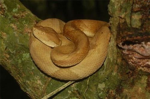 Huyền thoại về loài rắn có nọc độc làm tan thịt người