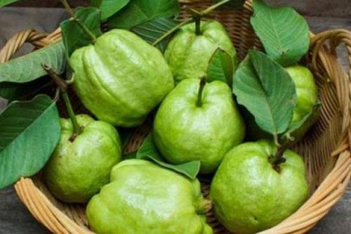 Quả ổi - 'khắc tinh' của hợp chất gây ung thư có trong xúc xích