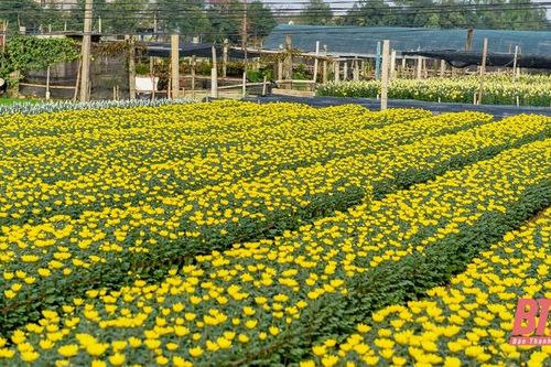 Làng hoa lớn nhất xứ Thanh vào mùa Tết