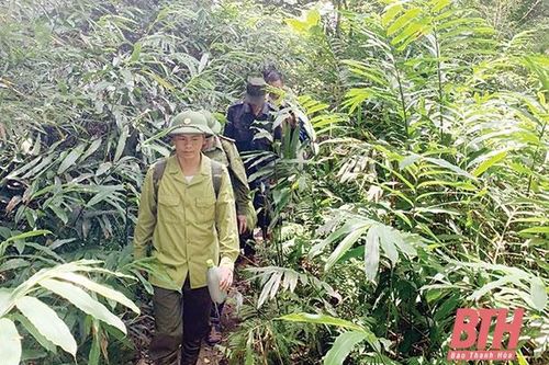 Tăng cường đấu tranh chống khai thác và vận chuyển, buôn bán lâm sản trái phép