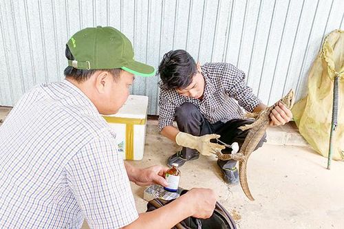 'Cứu tinh' của thú rừng