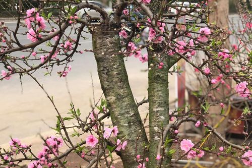 Chạy đua với COVID-19, chủ vườn Nhật Tân tranh thủ 'xả' đào Tết