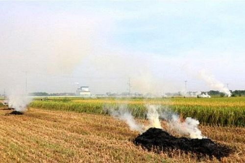 Tỷ lệ đốt rơm rạ sau thu hoạch ở Hà Nội giảm rõ rệt
