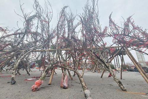 Thấy đào vùng cao xuống Hà Nội không 'dán tem'... khách ngần ngại