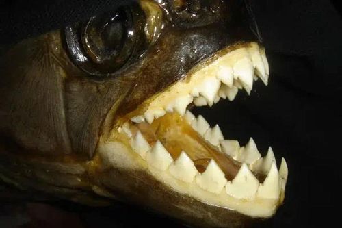 Khám phá hàm răng 'cỗ máy róc thịt' với lực cắn vô địch