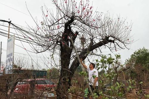 Đào cổ thụ giá hàng trăm triệu đồng, chủ vườn nhất quyết không bán