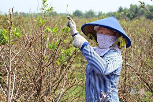 Những ngày rộn ràng trên cánh đồng mai Tết ở Sài Gòn