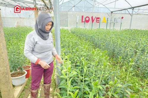 Thu nhập hàng trăm triệu đồng mỗi dịp Tết nhờ giống hoa mới từ Hà Lan