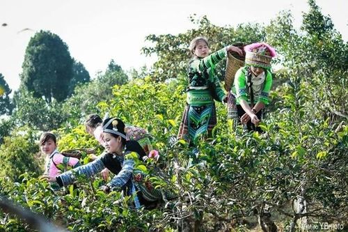 Nồng nàn gợi chuyện trà thềm xuân