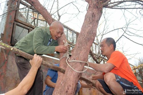 Đào 'khủng' miền Tây xứ Nghệ bắt đầu đổ về xuôi