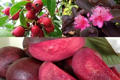 Kỹ thuật trồng cây ổi tím thơm ngon, quả sai trĩu cành