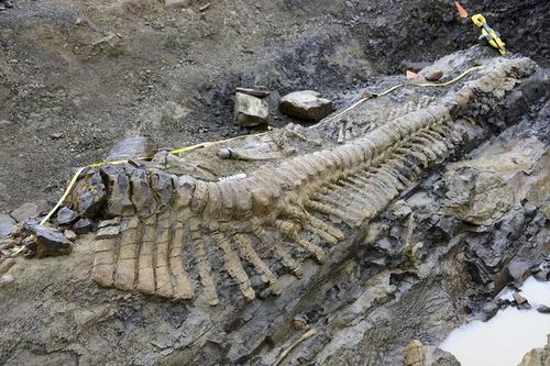 Mexico: Phát hiện hóa thạch đuôi khủng long dài 5 m