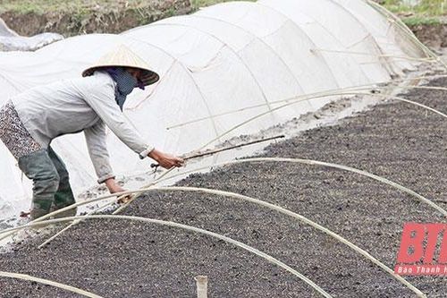 Bảo đảm kế hoạch, thời vụ sản xuất vụ đông xuân