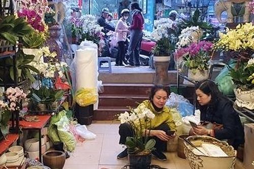 Thị trường hoa, cây cảnh Tết: Giá cả ổn định, người mua thỏa sức lựa chọn