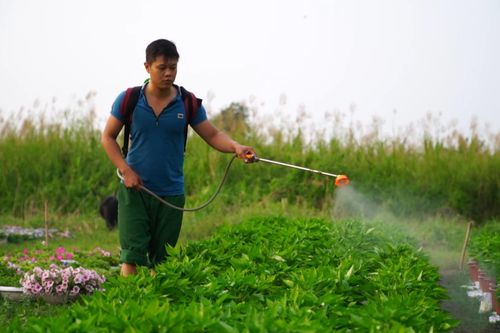 Dịch COVID-19 bùng phát, nhà vườn trồng hoa Tết ở TP.HCM lao đao