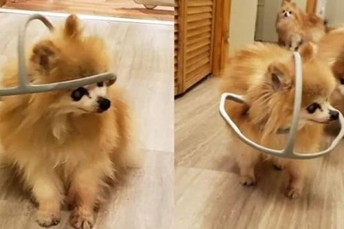 Chú chó được chủ làm cho chiếc 'mũ bảo hiểm' kỳ lạ, nhưng ai cũng xúc động khi biết lý do