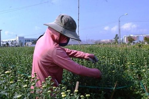 Quảng Ngãi: Người trồng hoa lo sợ không bán được hoa Tết