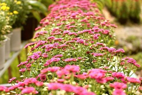 Rực rỡ làng hoa Sa Đéc mùa hoa Tết