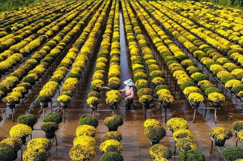 Sắc vàng đem không khí Tết ở làng hoa Sa Đéc