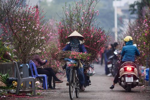 TP Hải Dương kêu gọi mua đào Tết hỗ trợ nông dân