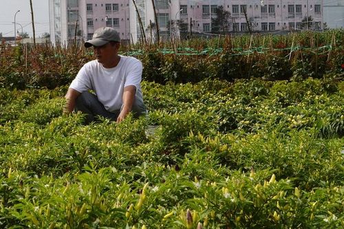 Quảng Ngãi: Thấp thỏm thị trường hoa Tết