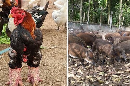 Quảng Ngãi: Vật nuôi đặc sản cháy hàng trước Tết