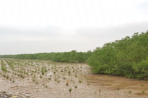 Lên kế hoạch ứng phó với biến đổi khí hậu giai đoạn 2021-2030