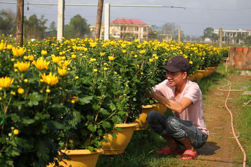 Làng hoa An Lạc hối hả vào vụ tết